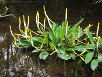 Golden Club (Orontium aquaticum)